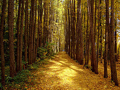 photo "Gold Runner"