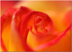 фото "Melba"