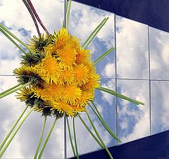 photo "цветы,небо,отражение,зеркала,композиция"