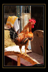 photo "Cock"
