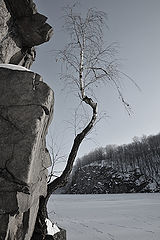 фото "И на камнях растут деревья....."