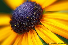 photo "colori"