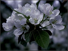 photo "apple blossom"