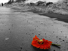 photo "***"