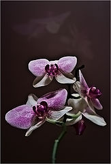 photo "***"