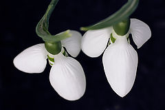 photo "Messengers of spring / Вестники весны"