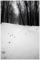 photo "***"