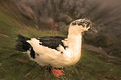 фото "The duck"