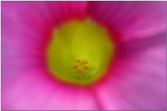 фото "Up Close"