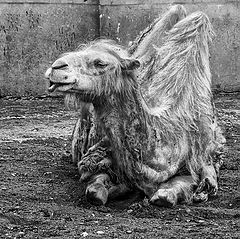 photo "Camel"