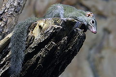 фото "Грызун/Rodent"