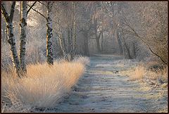 фото "a cold day"