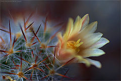 photo "cactus"