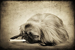 photo "***"