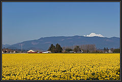 photo "Yellow sea, white mountains, blue sky"