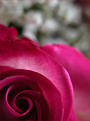 фото "abstract rose"