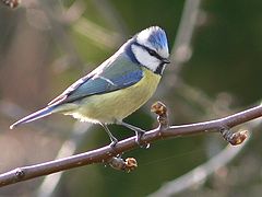 photo "Blue Tit"