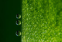 photo "o oo"
