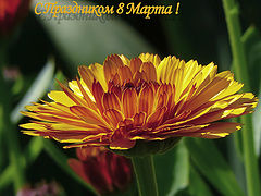 photo "Happy on March 8 !"