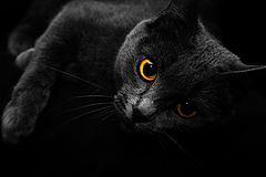 photo "***"
