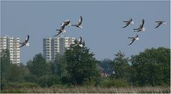 фото "Wildlife In The City"