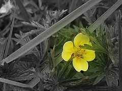 photo "цветок,макро,флора,эксперемент"