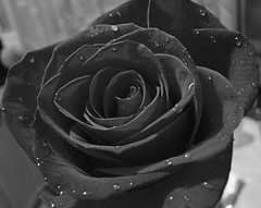 фото "black rose"