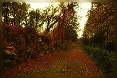 photo "***"