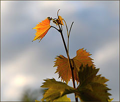 photo "Ground smile laughing heaven_001"