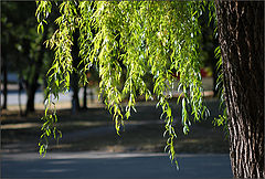 фото "Земная улыбка см..._002"