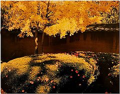 фото "Golden Gingko"