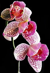 photo "Peloric Orchid"