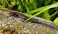 photo "Lizzard"