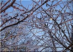 фото "11.03.10 Гололёд на Кубани."