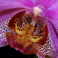 photo "orchids #4"