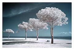 photo "Landscape with white trees"