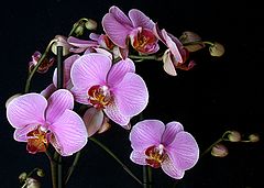 photo "orchids #5"