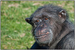 photo "Doleful Eyes"