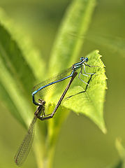 photo "Love"