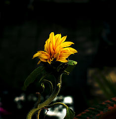 фото "***"