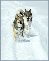 photo "Run"