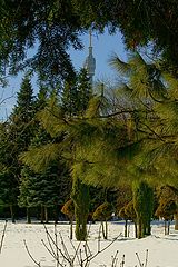 фото "зимняя зелень"