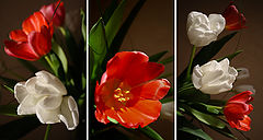 photo "Tulips"