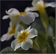 фото "Слёзы Ангела"