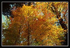 photo "***"