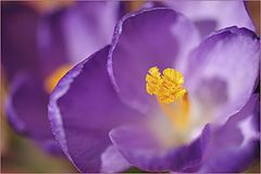 photo "Crocus"