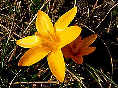 фото "Spring time in Europa."