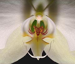 photo "Orchids #6"