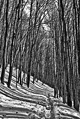 photo "lines"
