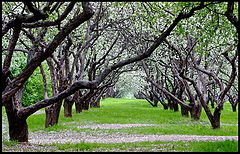 фото "Green Corridor"